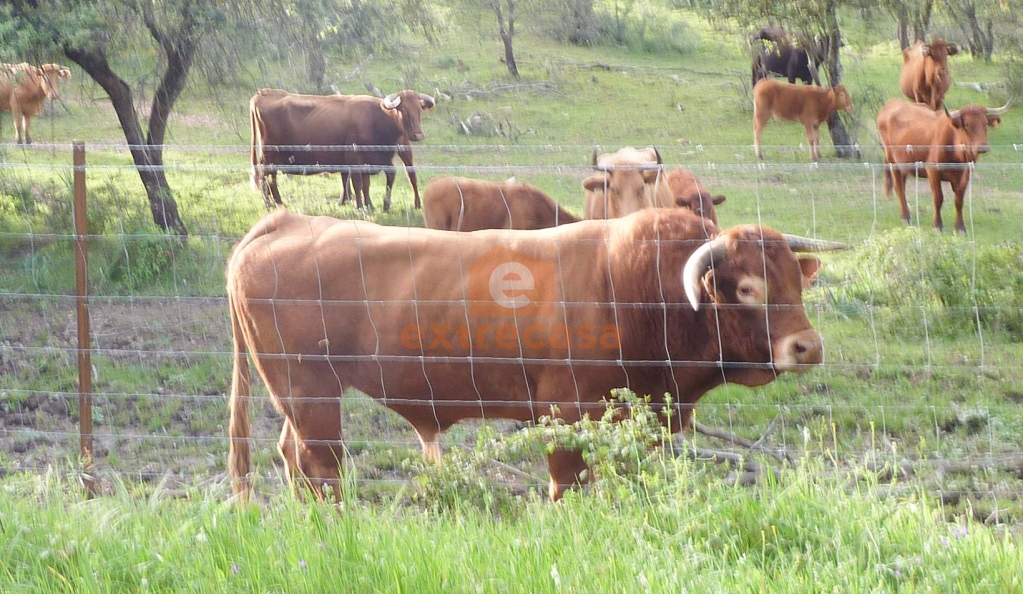 Venta de finca rústica en Juromenha