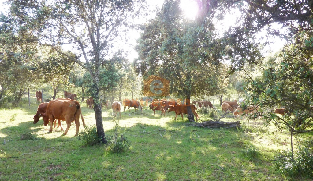 Venta de finca rústica en Juromenha