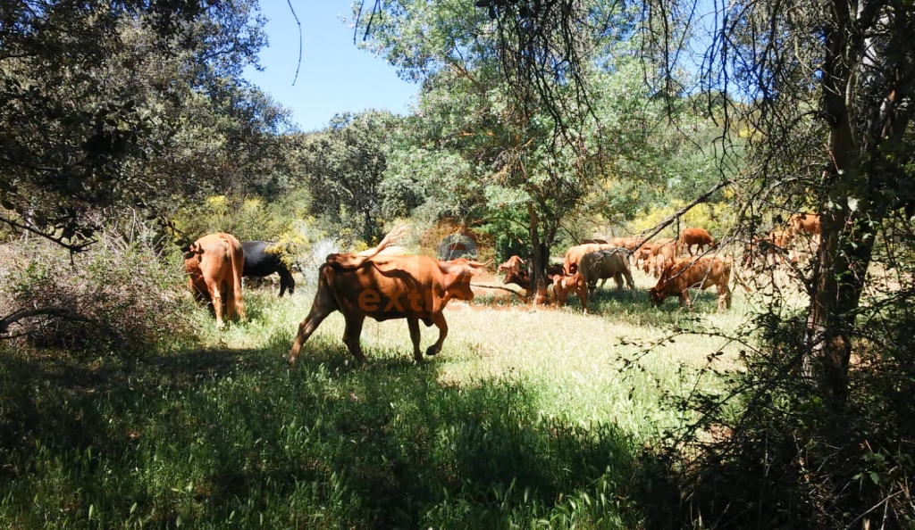 Venta de finca rústica en Juromenha