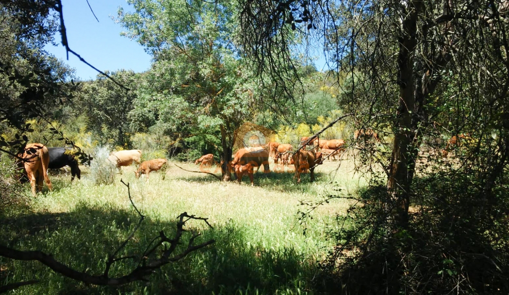 Venta de finca rústica en Juromenha
