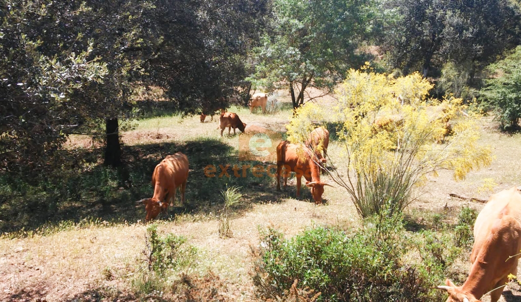 Venta de finca rústica en Juromenha
